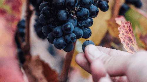 Montgras Vineyards Grapes 1