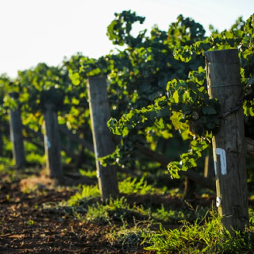 homepage_vineyard